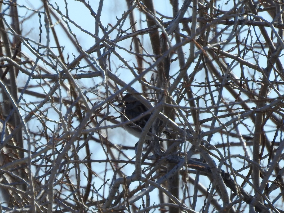 American Tree Sparrow - ML88820861