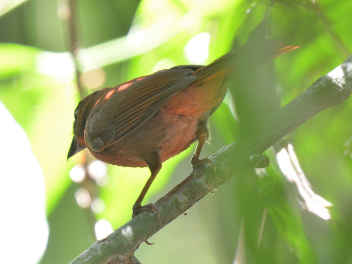 Red-crowned Ant-Tanager - ML88820881