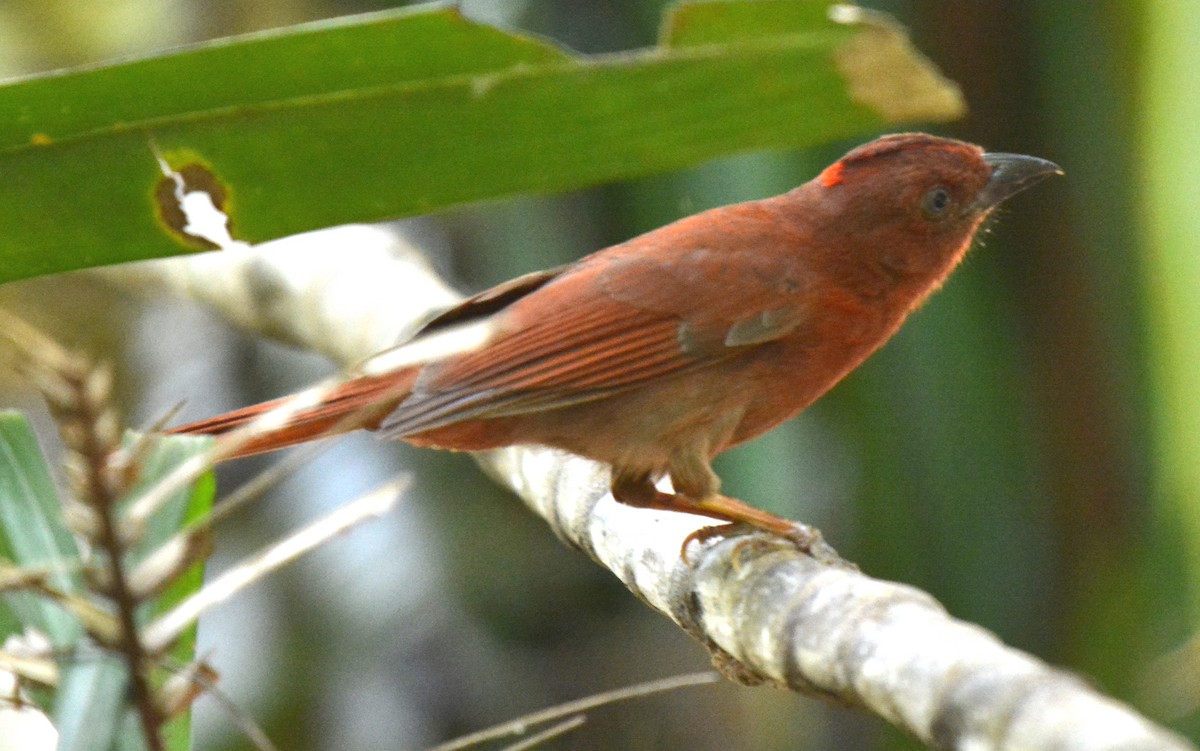 Red-crowned Ant-Tanager - ML88820961