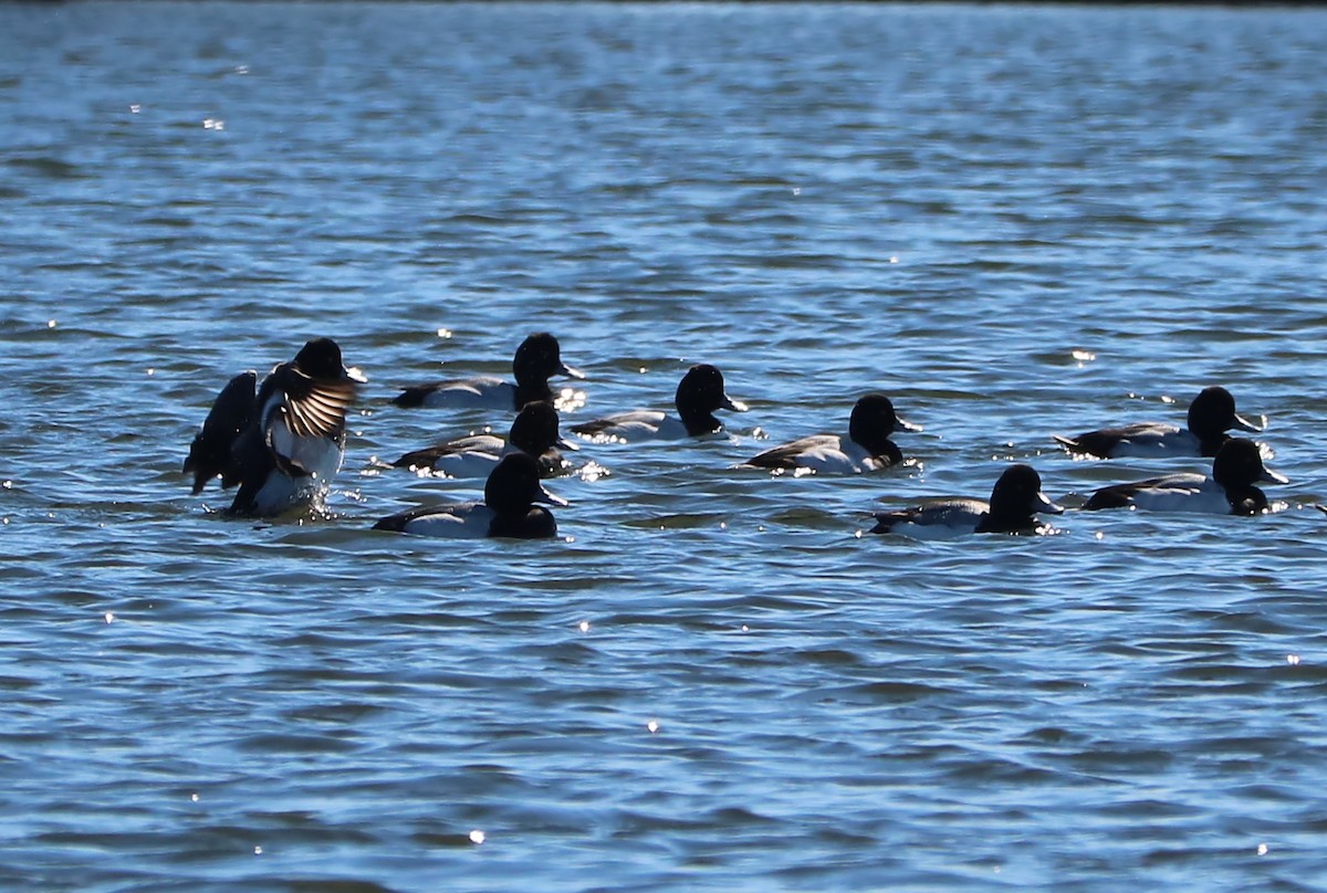 Greater/Lesser Scaup - ML88821881