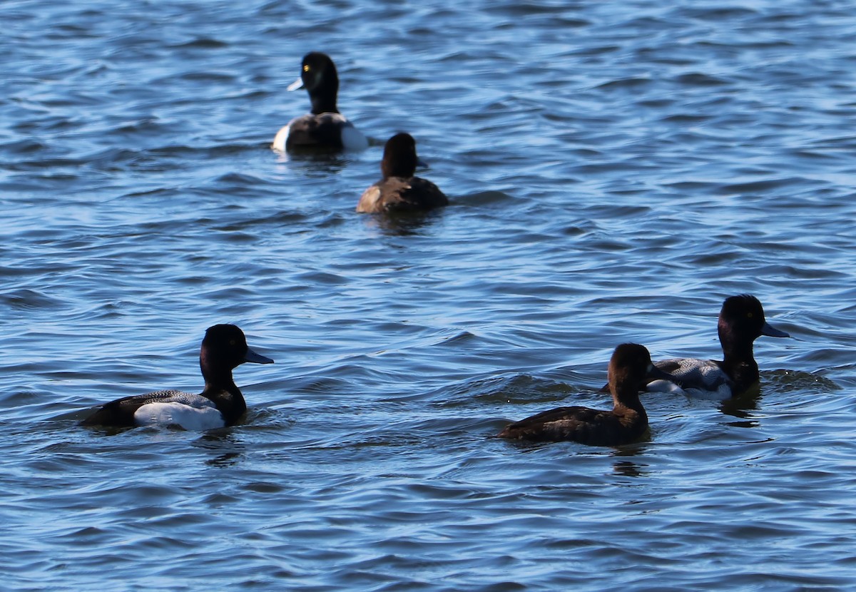 Greater/Lesser Scaup - ML88821891