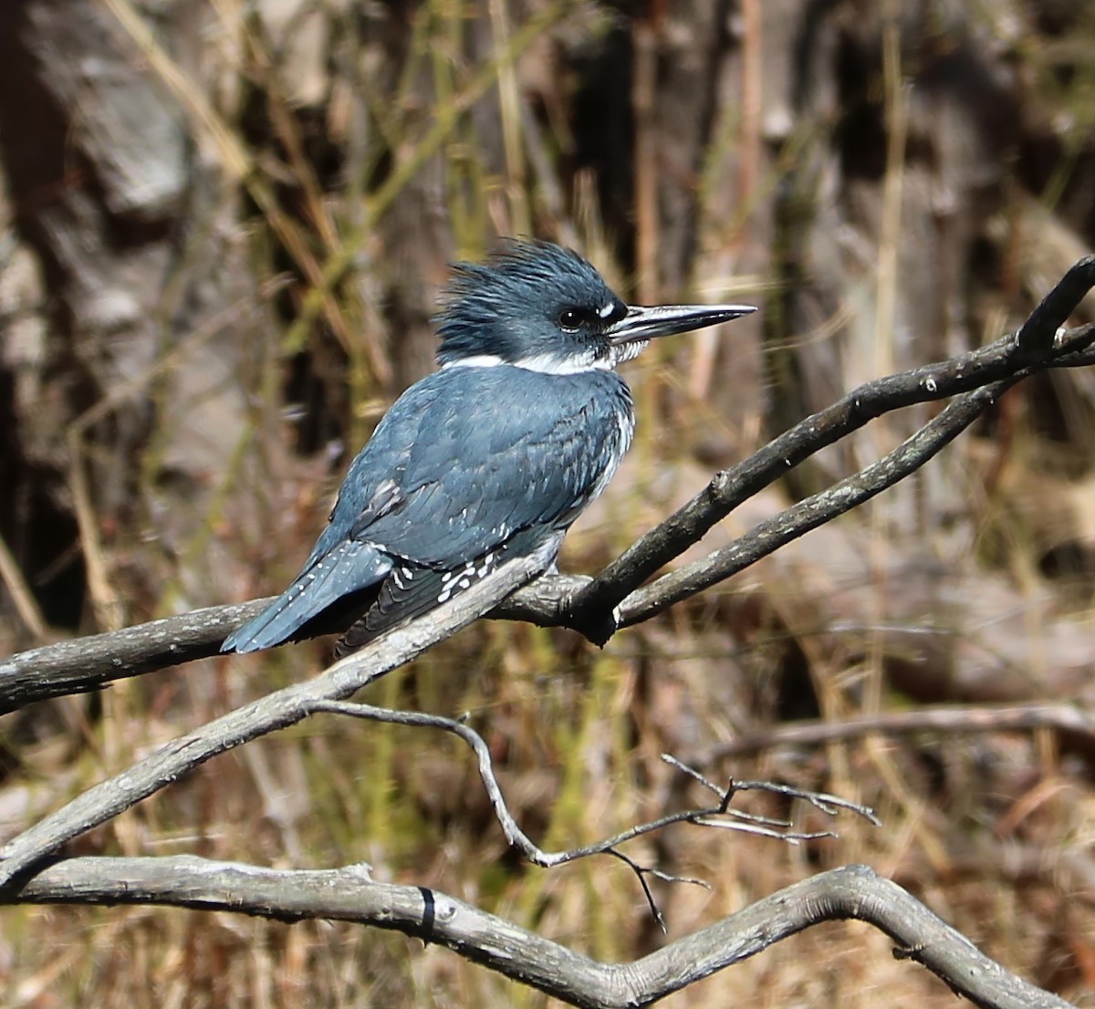 Belted Kingfisher - ML88823151