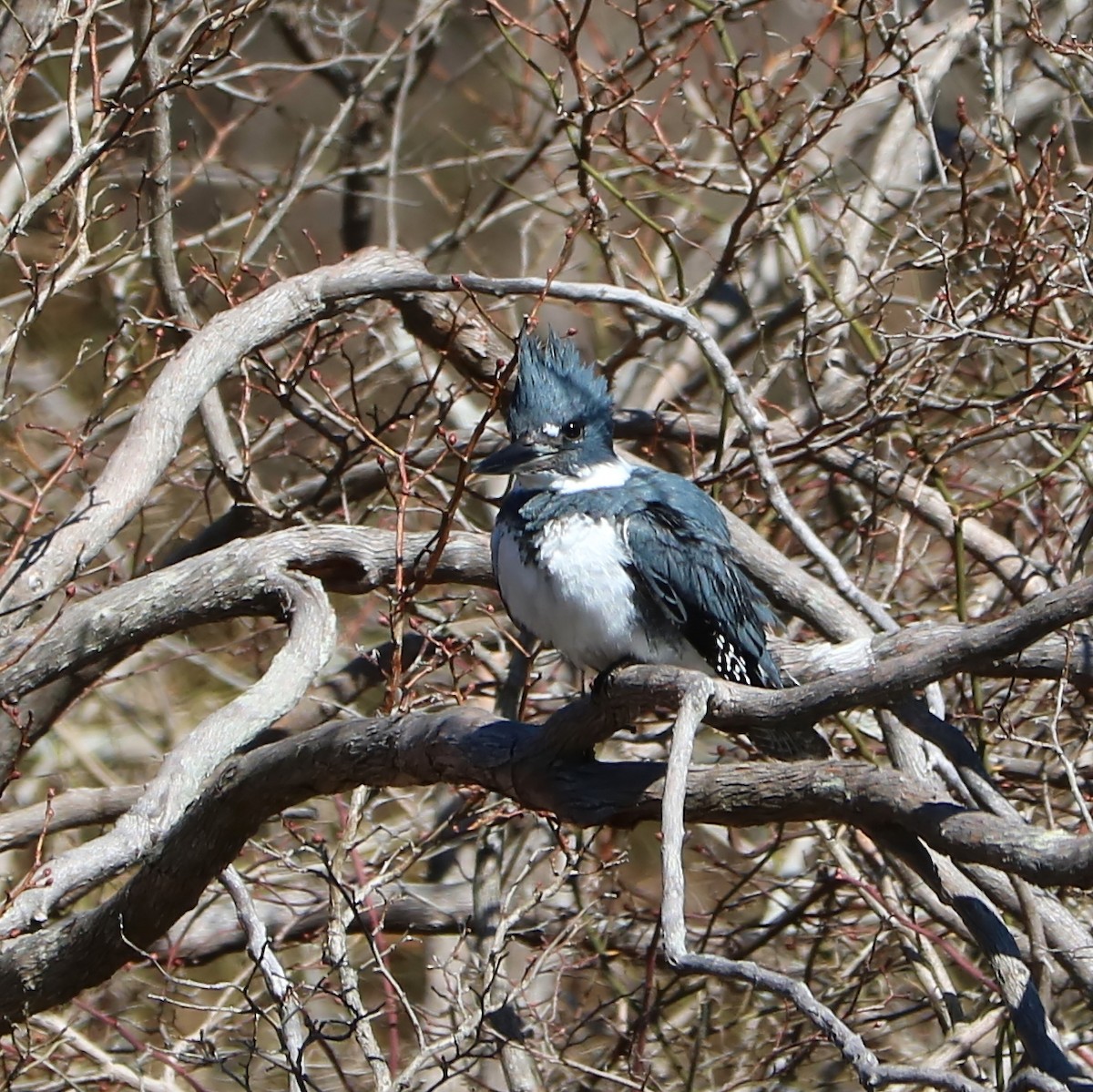 Belted Kingfisher - ML88823161