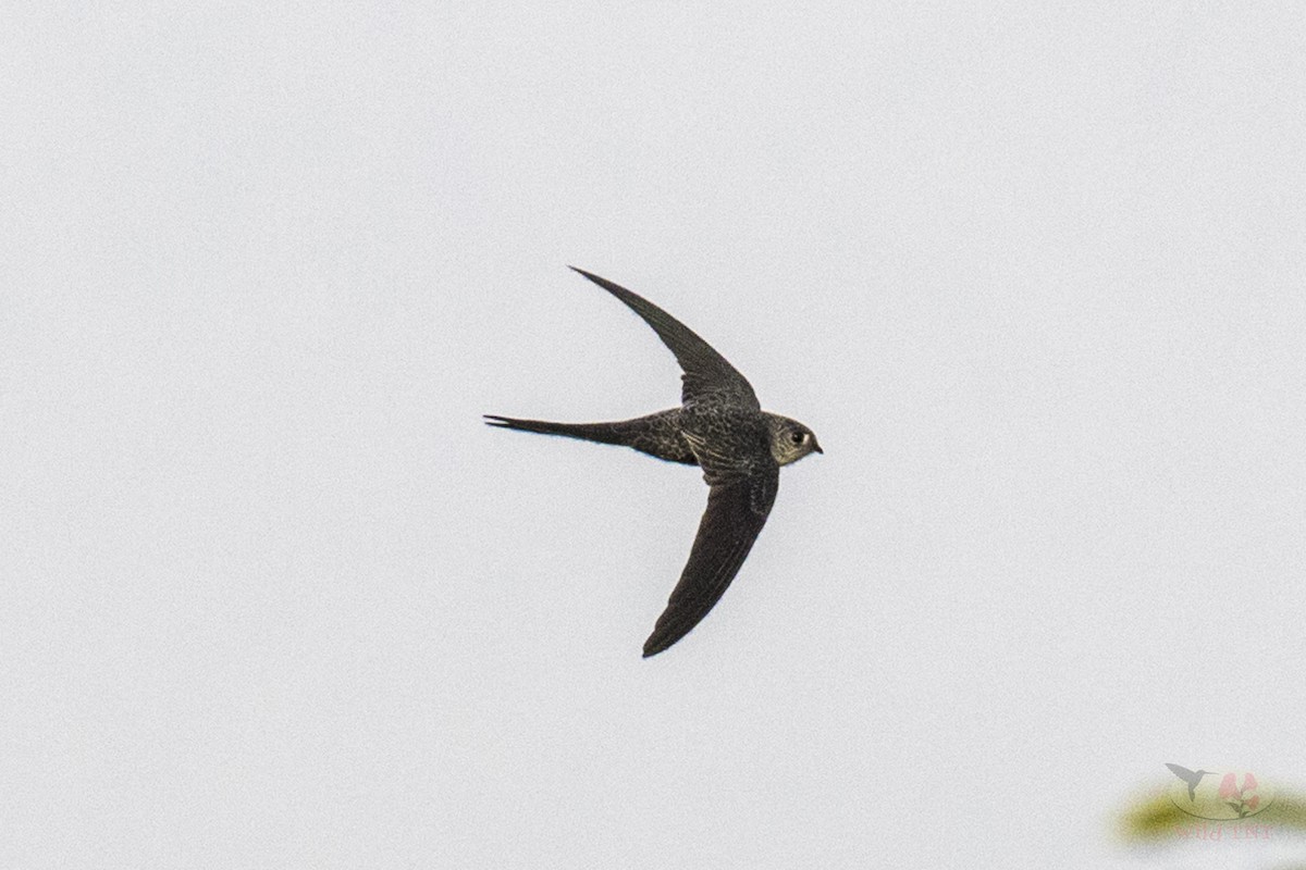Fork-tailed Palm Swift - ML88823711