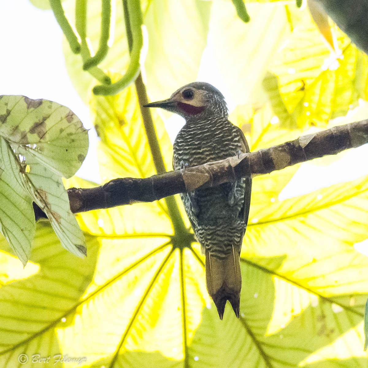 Gray-crowned Woodpecker - ML88825801