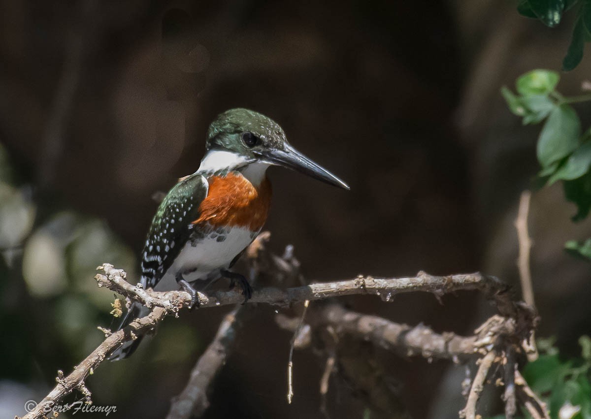 Green Kingfisher - Bert Filemyr