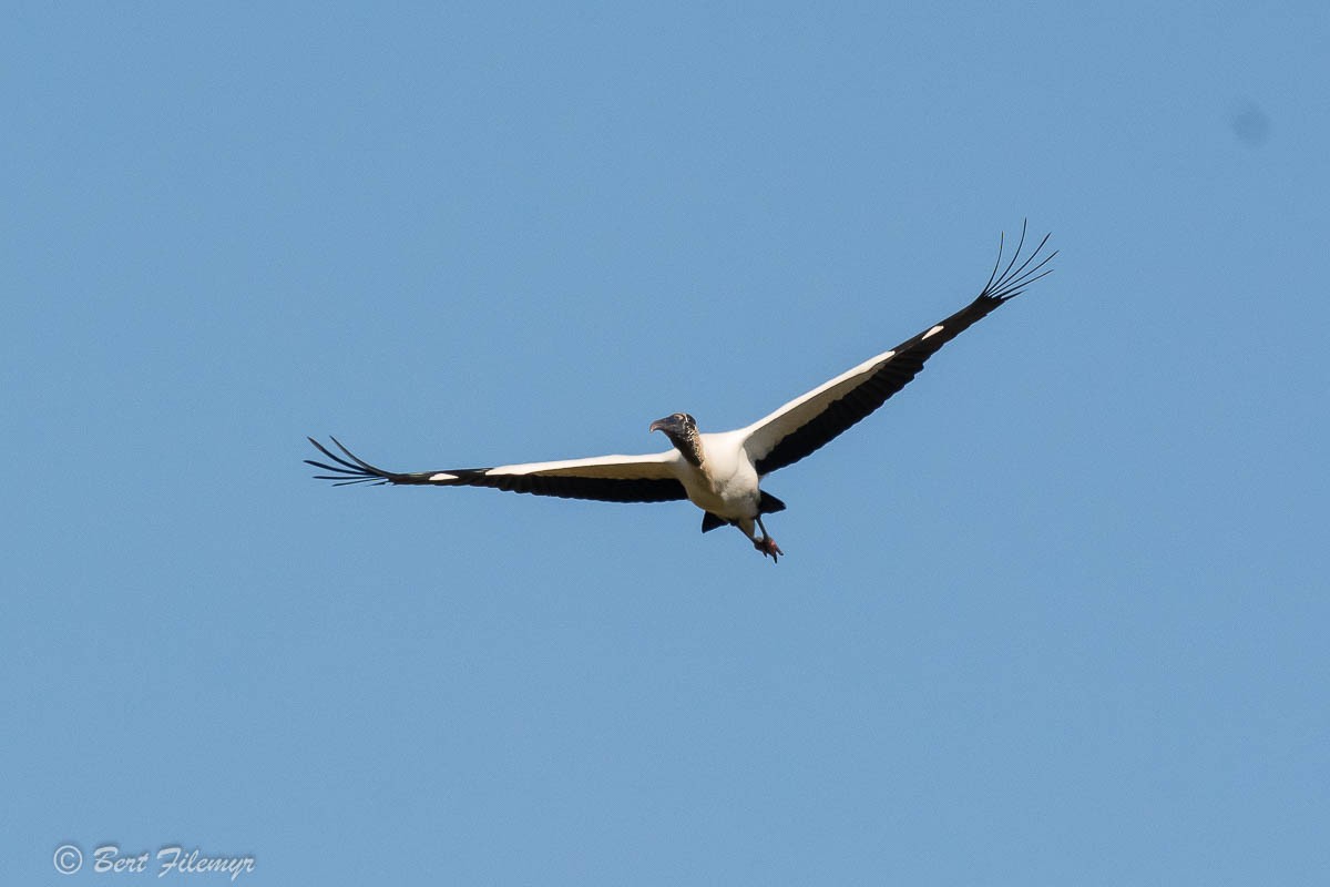 Wood Stork - ML88826571