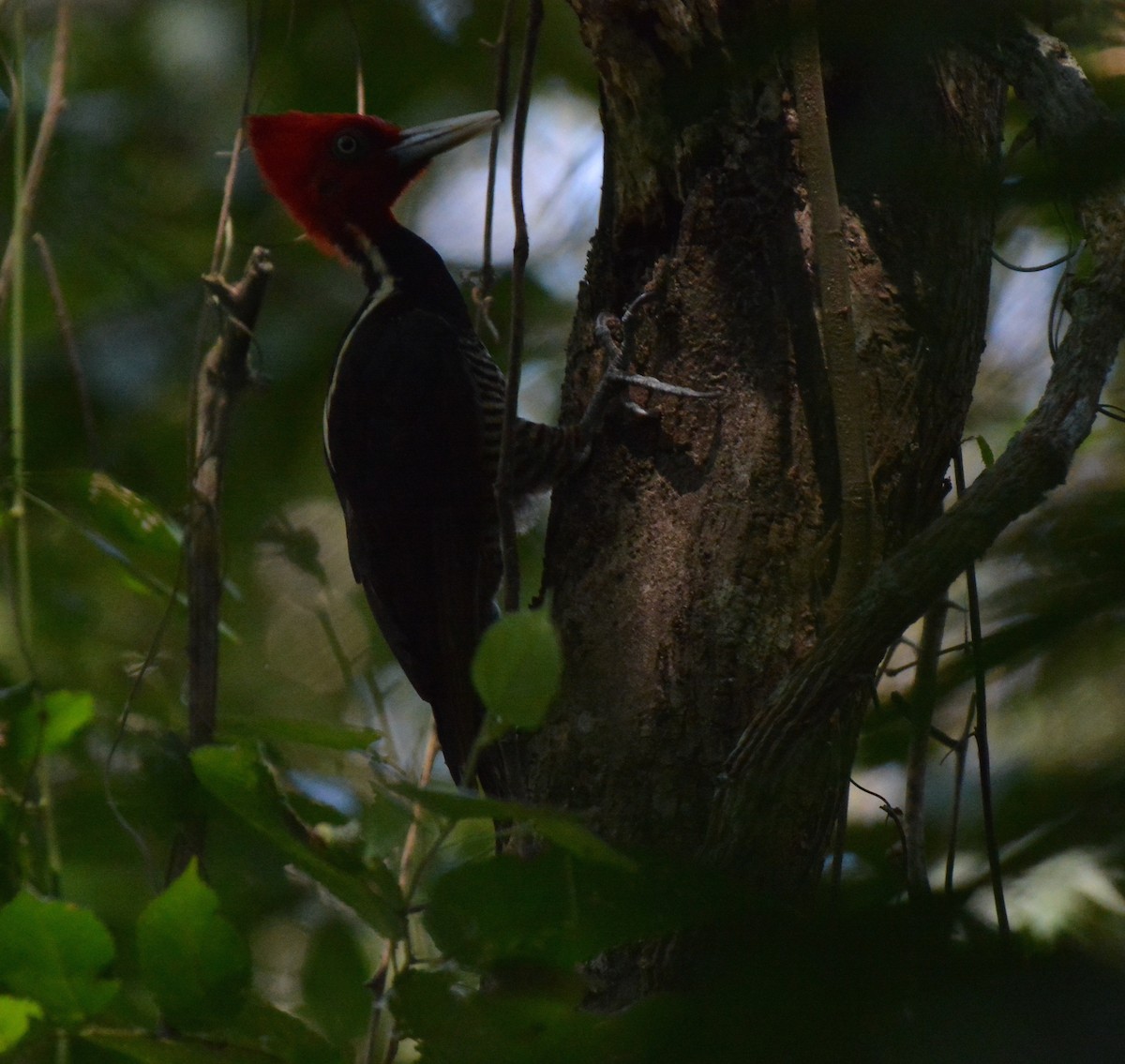 Pale-billed Woodpecker - ML88828341