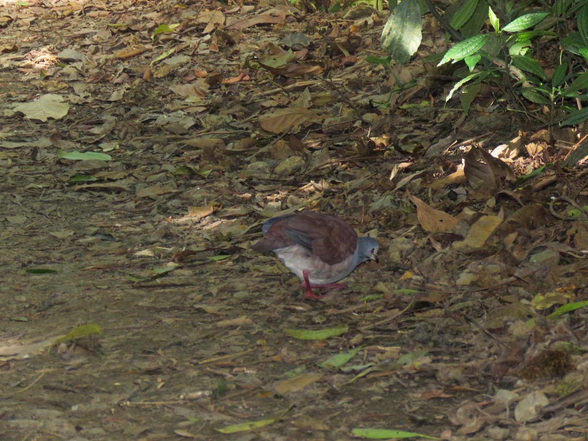 Buff-fronted Quail-Dove - ML88828531