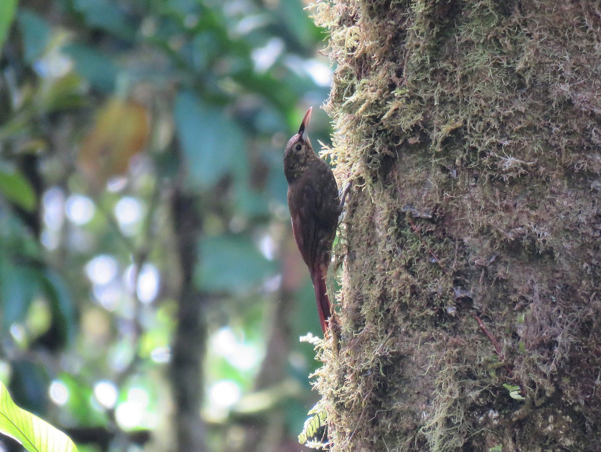 Spotted Woodcreeper - ML88828771