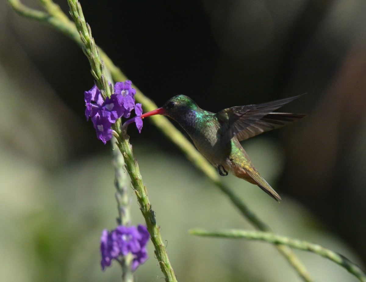Blue-throated Goldentail - ML88830701