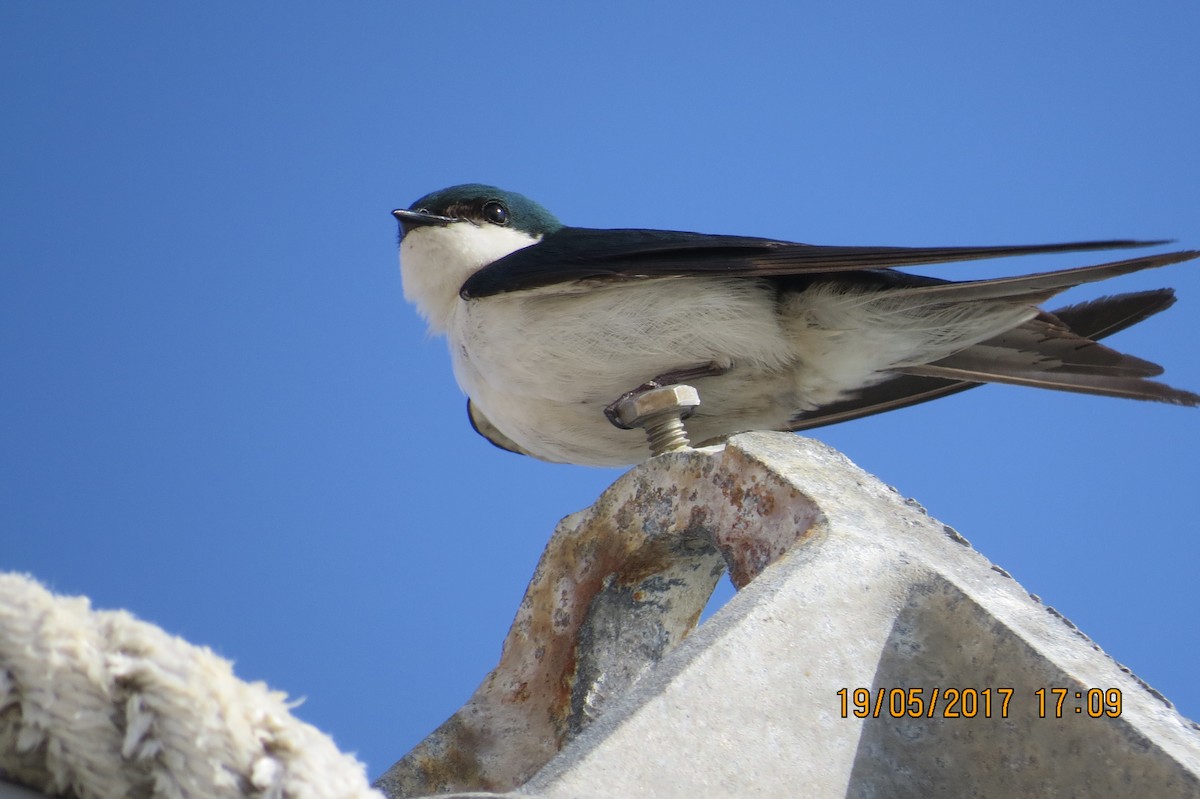 Bahama Swallow - ML88830991