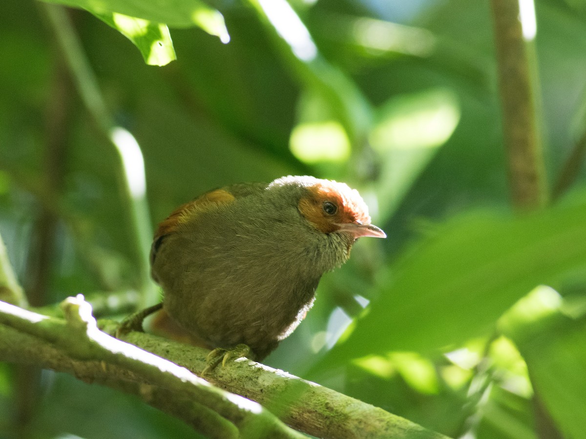 Red-faced Spinetail - ML88832081