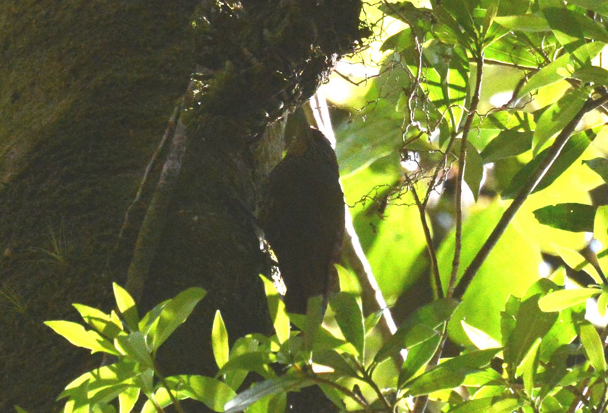 Spot-crowned Woodcreeper - ML88832901