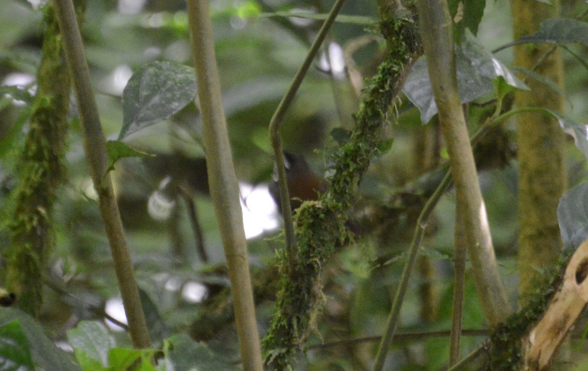 Gray-breasted Wood-Wren (Central American) - ML88833241