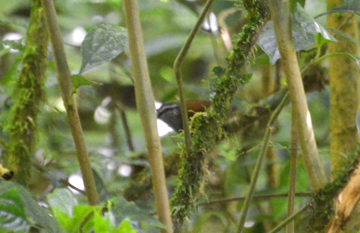 Gray-breasted Wood-Wren (Central American) - ML88833261