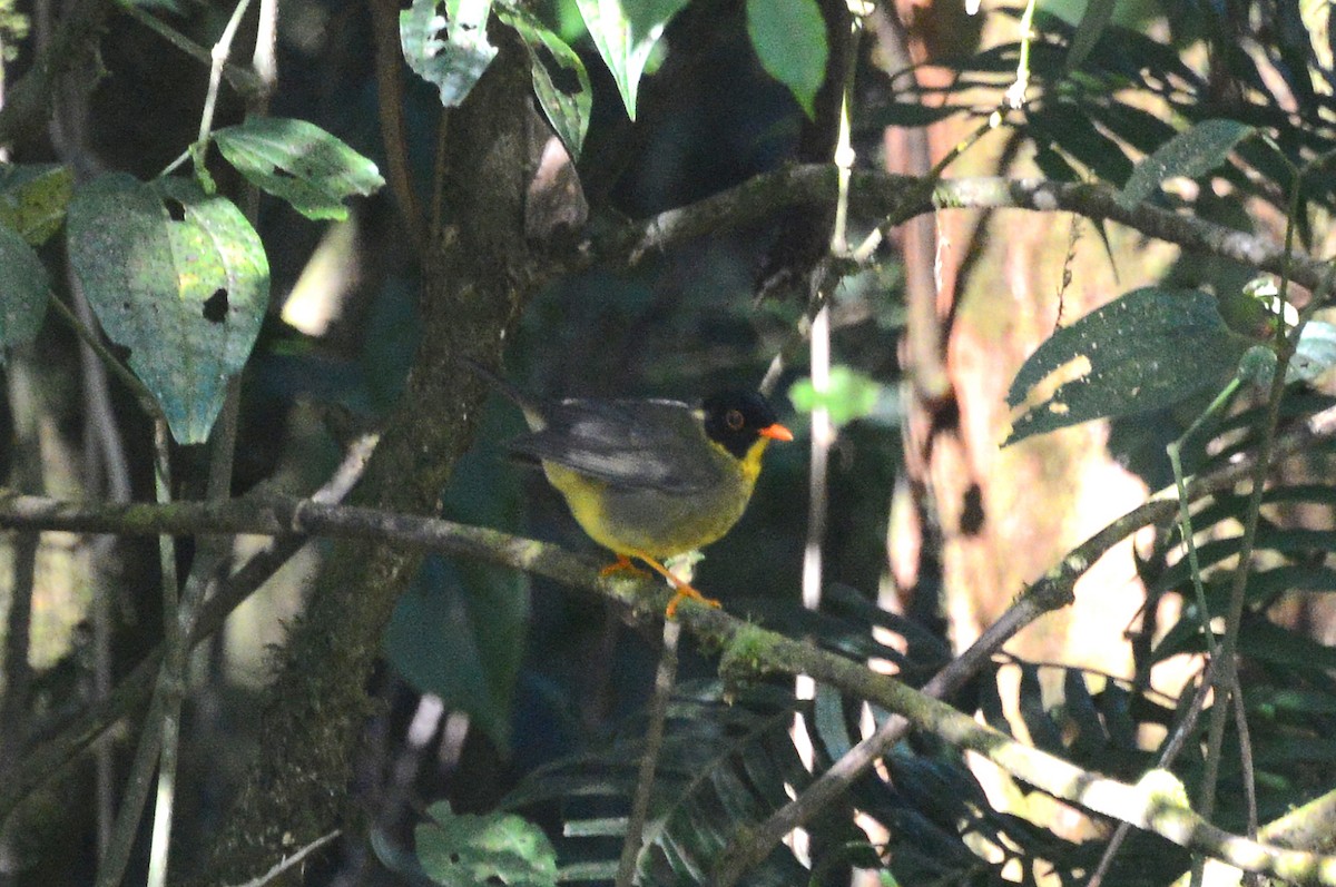 Yellow-throated Nightingale-Thrush - Bill Telfair