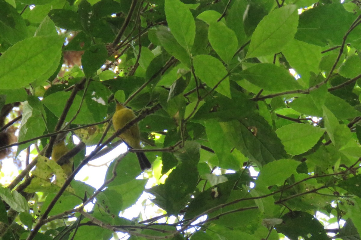 Golden-crowned Warbler - ML88833951