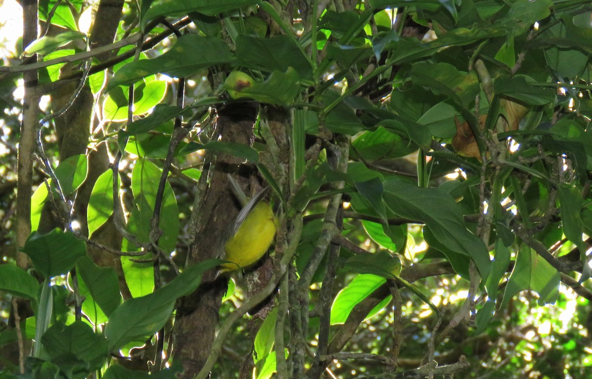 Golden-crowned Warbler - ML88833971