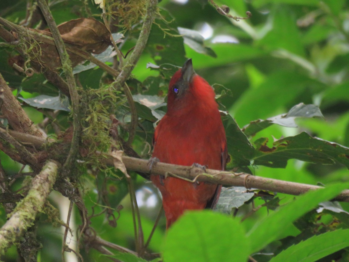 Hepatic Tanager - ML88834041