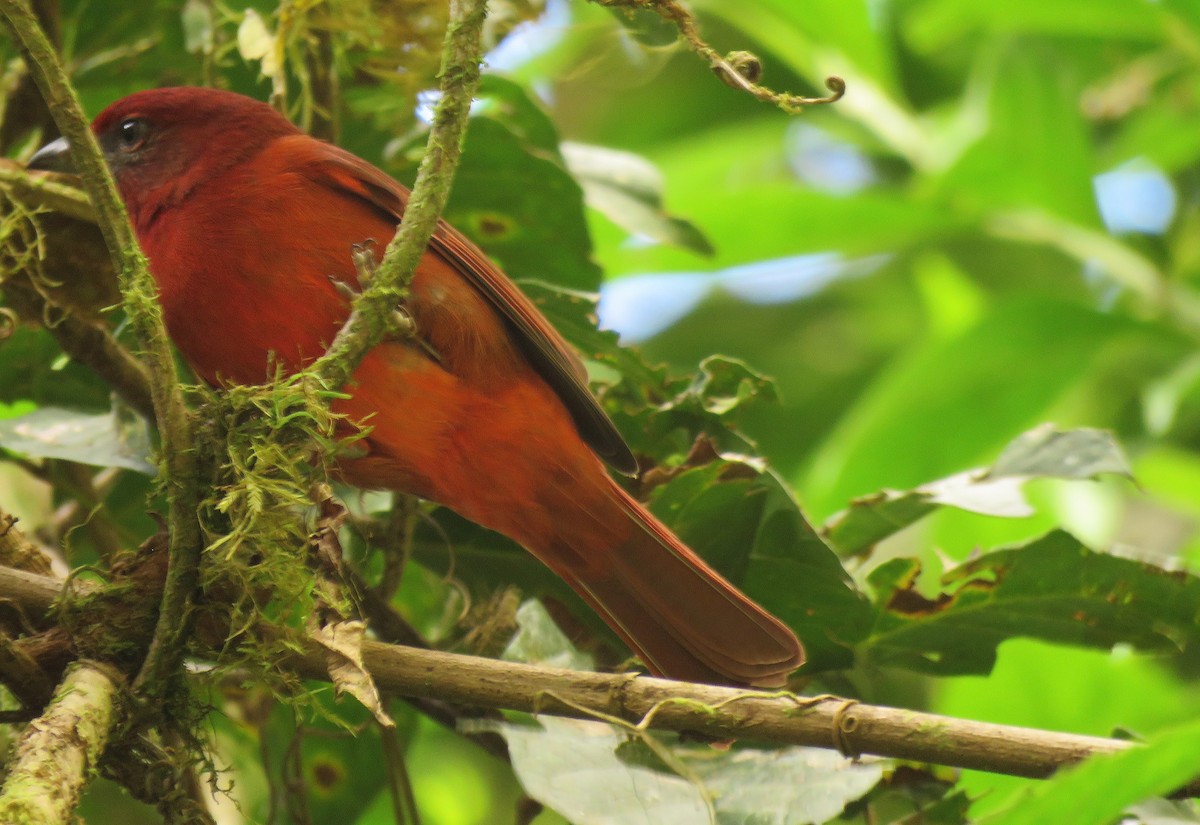 Hepatic Tanager - ML88834301