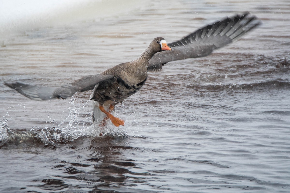 Greater White-fronted Goose - Yannick Fleury