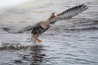 Greater White-fronted Goose, ML88834541