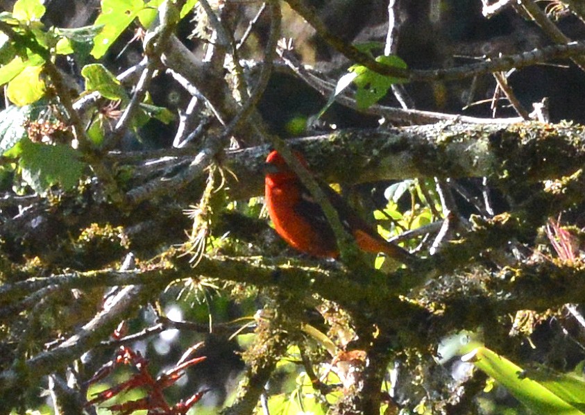 Flame-colored Tanager - ML88834861