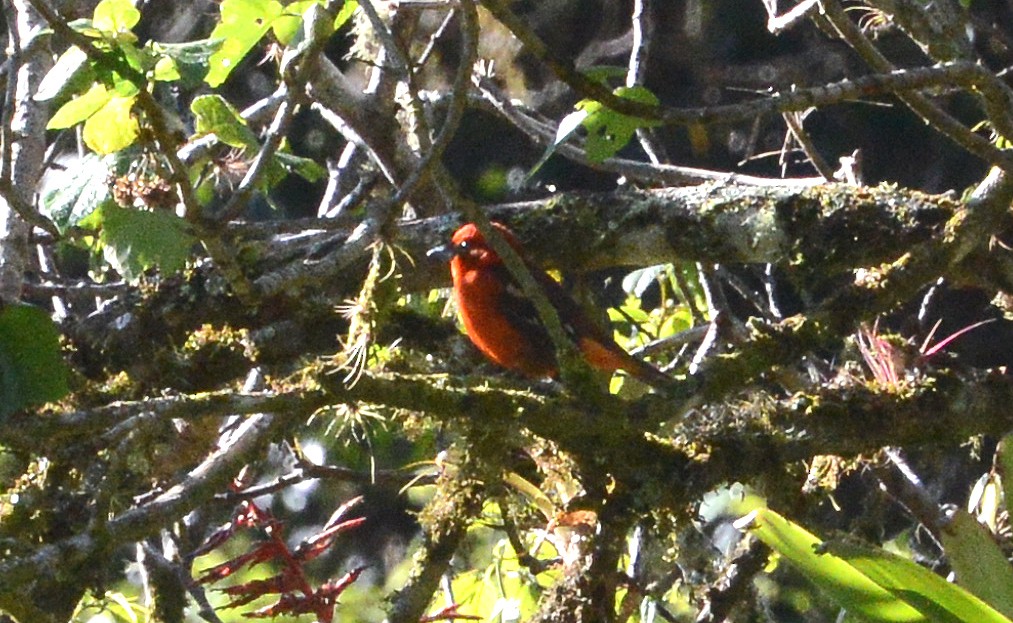 Flame-colored Tanager - ML88834871