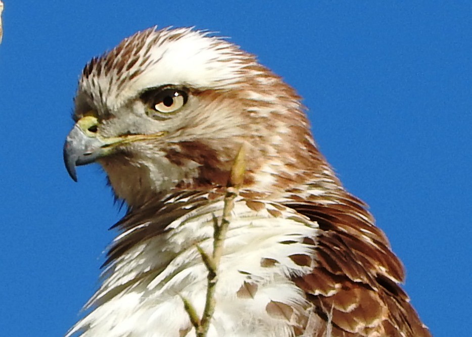 Red-tailed Hawk - ML88836351