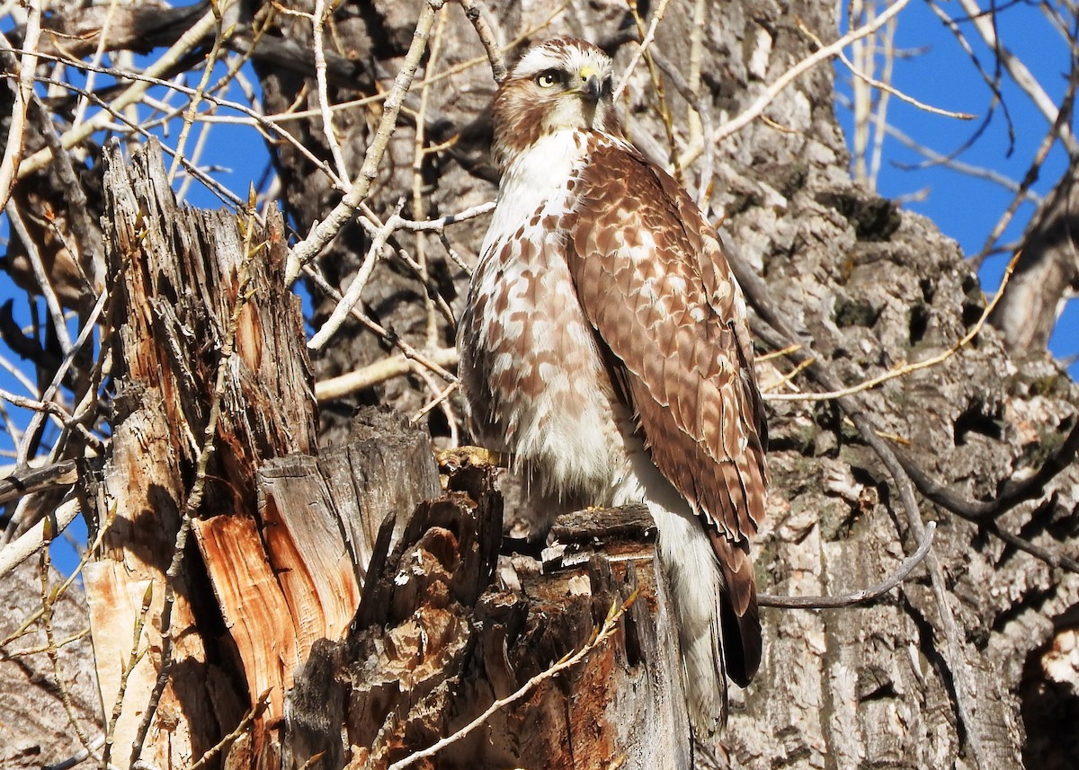 Red-tailed Hawk - ML88836421
