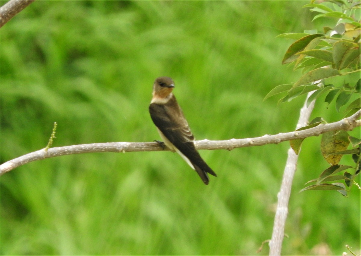 Southern Rough-winged Swallow - ML88837251