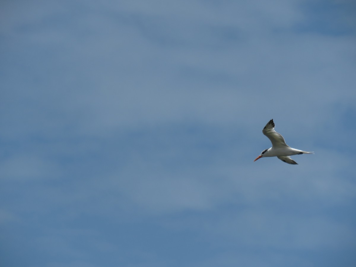 Royal Tern - Manuel Roncal Inca Finch