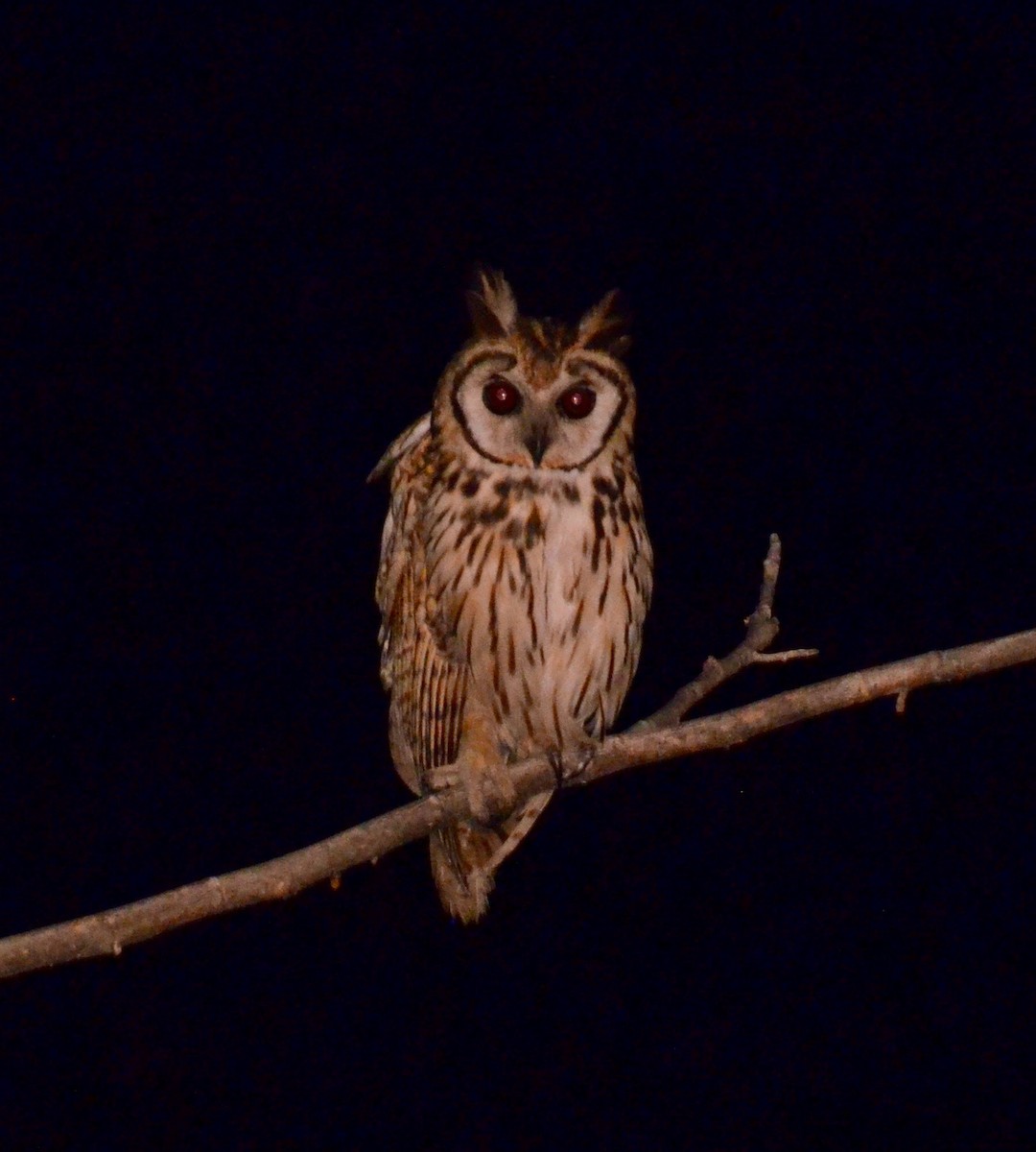 Striped Owl - Juan Llarena