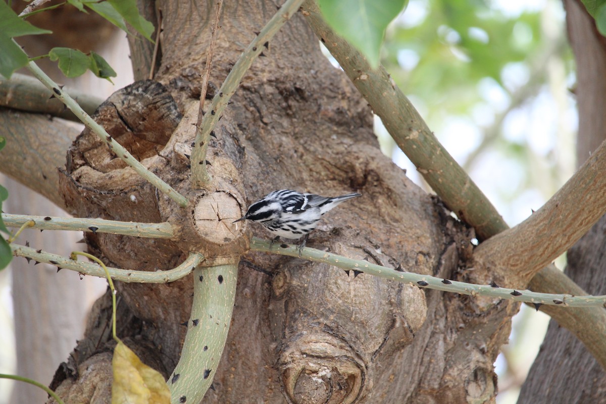 Black-and-white Warbler - ML88840681