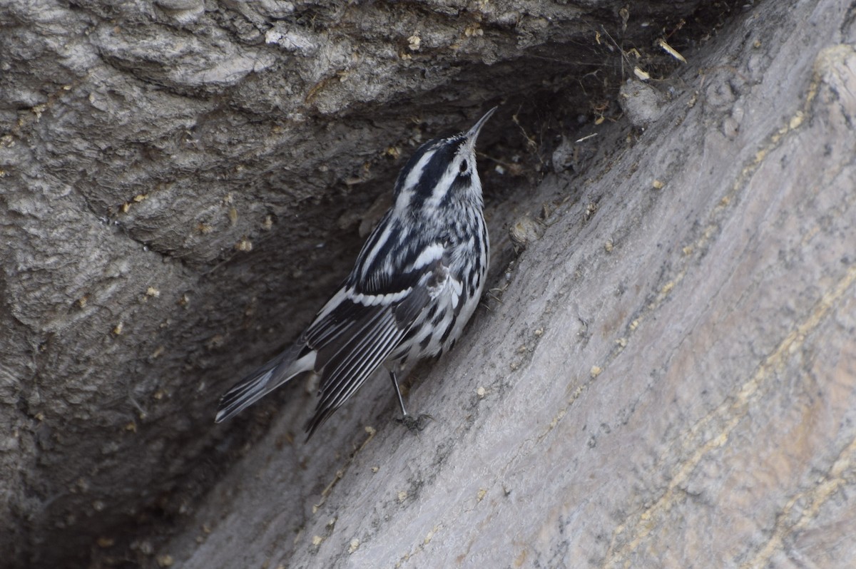 Black-and-white Warbler - ML88841921