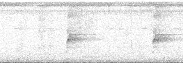 Kara Karınlı Sincap Guguğu - ML88843