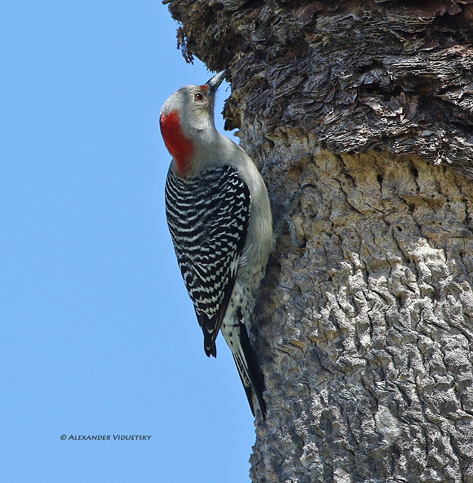Red-bellied Woodpecker - Alexander Viduetsky