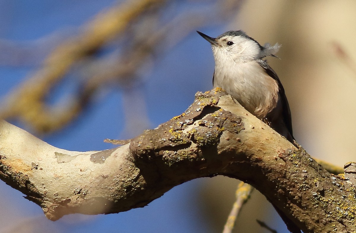 White-breasted Nuthatch - Andrew Johnson