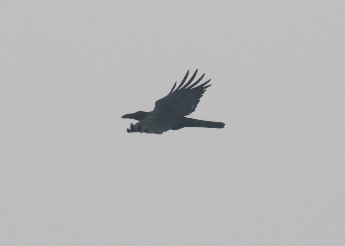 Large-billed Crow - ML88847971