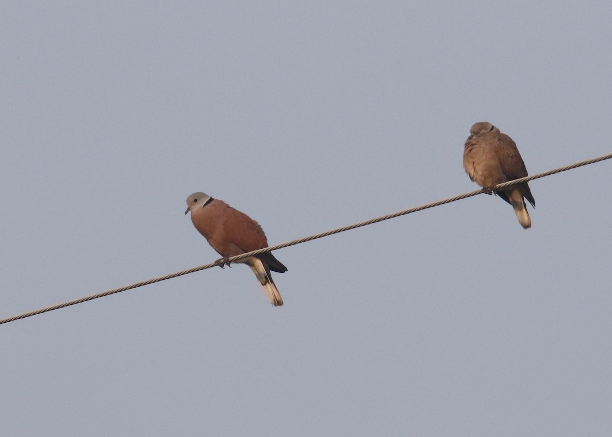 Red Collared-Dove - ML88848311