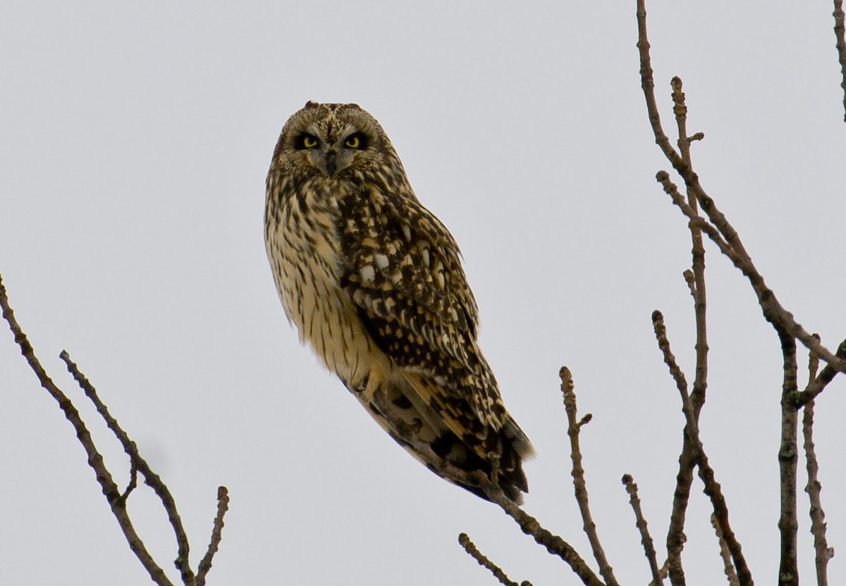 Short-eared Owl - John Gordinier
