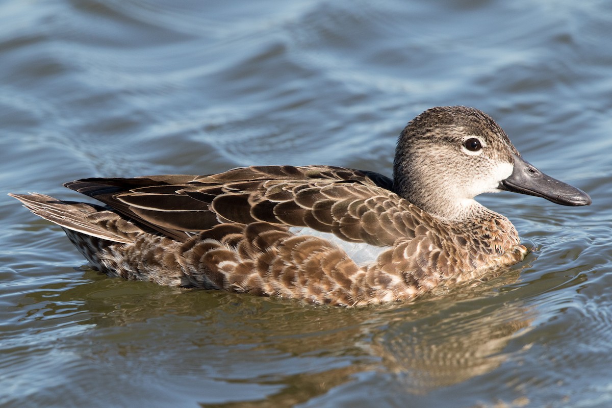 Blue-winged Teal - ML88849831