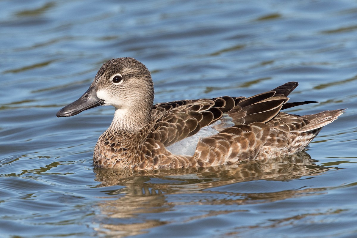 Blue-winged Teal - ML88849841