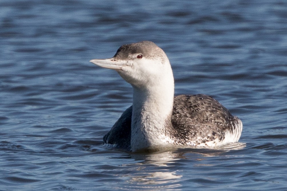 Red-throated Loon - ML88851101
