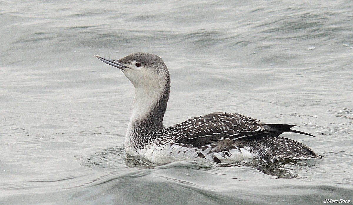 Red-throated Loon - Marc Roca