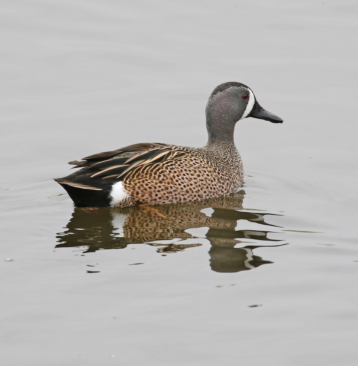 Blue-winged Teal - ML88851531