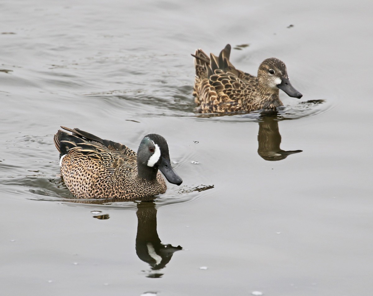 Blue-winged Teal - ML88851561