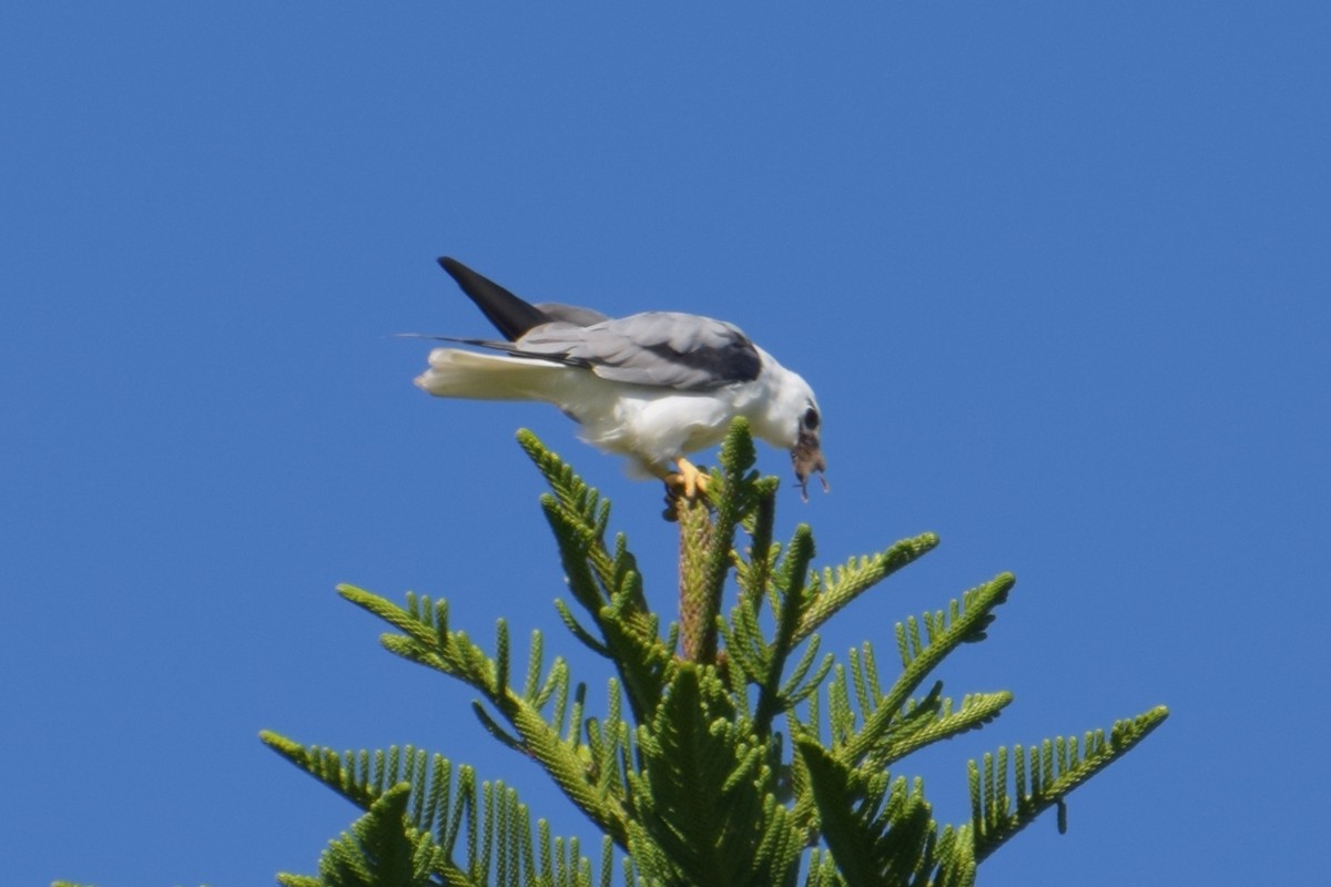 Black-shouldered Kite - ML88853841