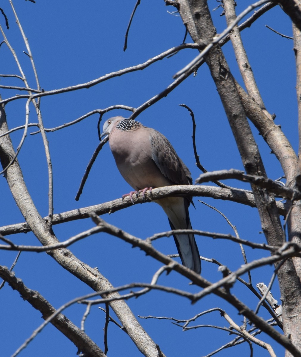 Spotted Dove - Brian Deans